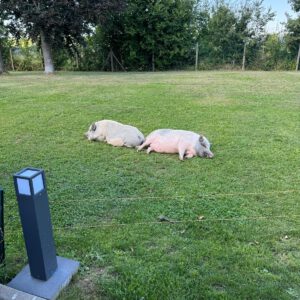 WhatsApp-Image-2025-03-13-at-10.50.31