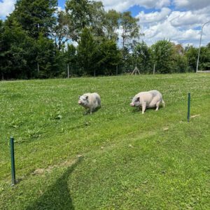 WhatsApp-Image-2025-03-13-at-10.50.31-4