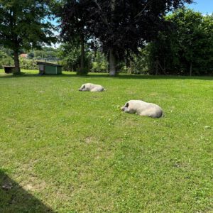 WhatsApp-Image-2025-03-13-at-10.50.32-1